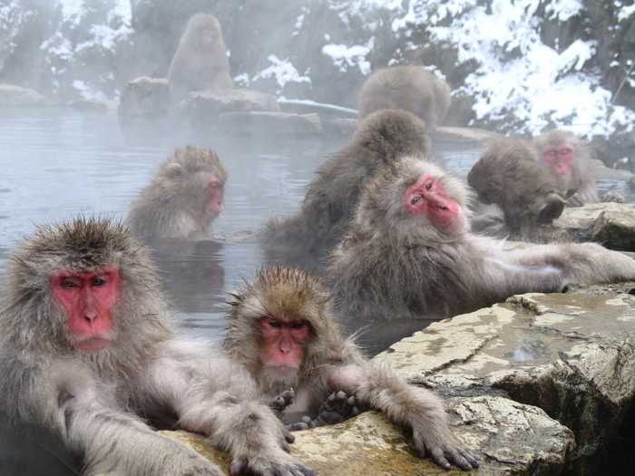 Japanese macaques (snow monkeys) like to bathe in the hot springs here. The park has been nicknamed Jigokudani Monkey Park.