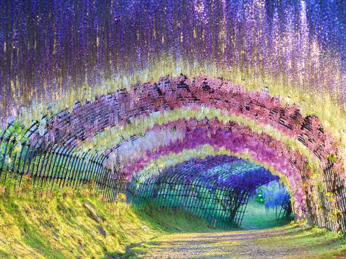 The Karachi Fuju Garden in Kitakyushu is home to 150 Wisteria plants from over 20 different species. You can walk through its stunning tunnel filled with the flowers.