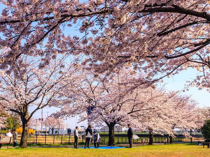 If you have the chance, visit Japan in the springtime to witness streets filled with cherry blossoms.