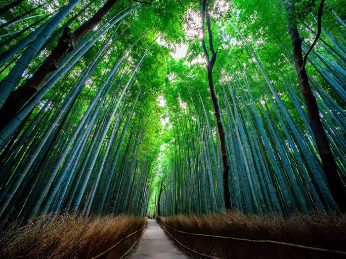 The Sagano Bamboo Forest, located in Arashiyama, is a bamboo forest path that stretches over 500 meters long. The sound of wind blowing against the plants has been voted one of the “one hundred must-be-preserved sounds of Japan” by the Japanese government.