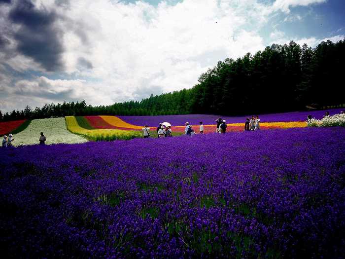 One of Japan’s largest lavender fields is located in the Higashinaka District of Kamifurano, where you can witness views of the Tokachi Mountains and fields covered in aromatic lavender plants.