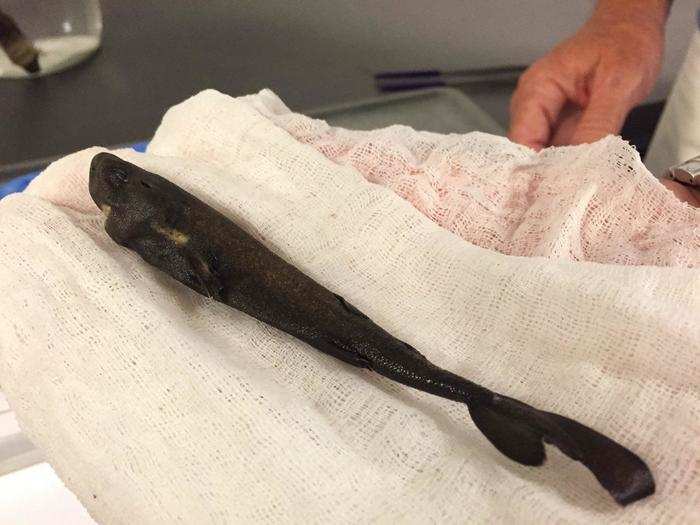 Its skin was too rough to be a fish, but it was far too small to be a shark — or at least that