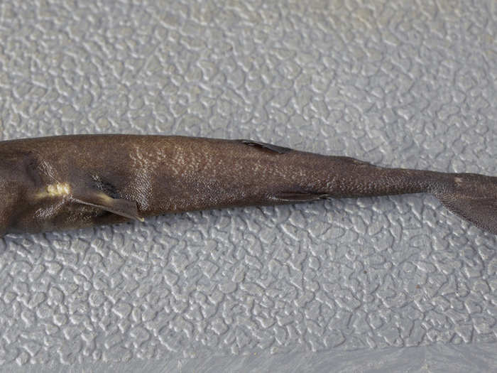 As it turns out, though, this little guy was a shark — a pocket shark, to be exact. He