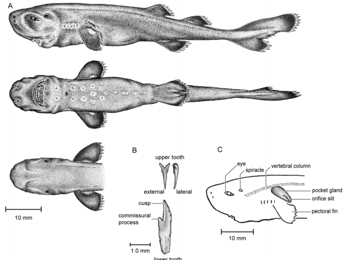 The pocket shark weighs just 14.6 grams (about the same as three crayons) and is only 5.5 inches long. Here