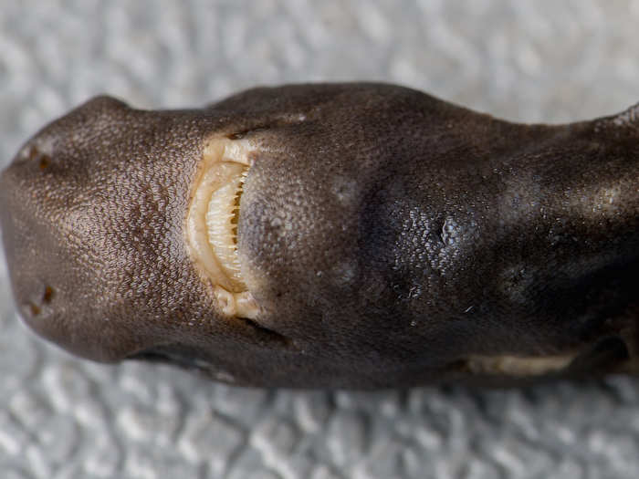 By comparing its teeth and other parts of its anatomy with other sharks, the scientists have been able to estimate that the first pocket sharks appeared sometime within the last 50 million years.