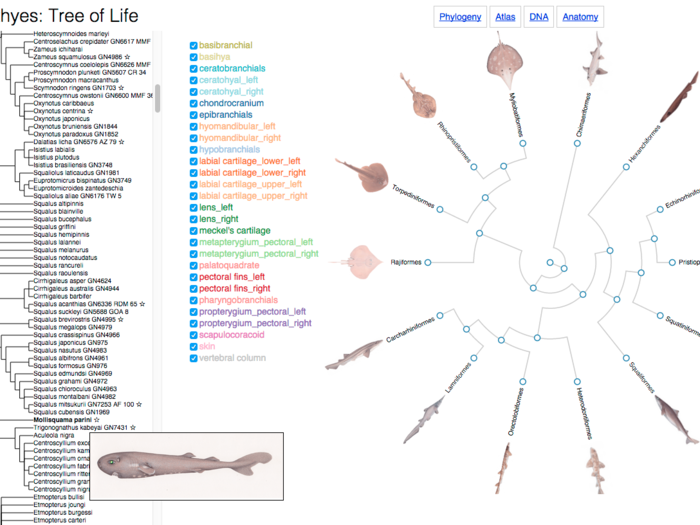 The researchers have also built a Shark Tree of Life, where they can plot the evolution of sharks and rays. Here