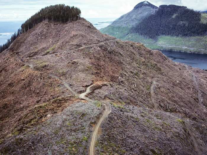 Canada has not been kind to its native forests, like this one on Vancouver Island. "The world’s virgin forests are being lost at an increasing rate and the largest portion of the degradation is in Canada," the organization Forest Watch Canada says.