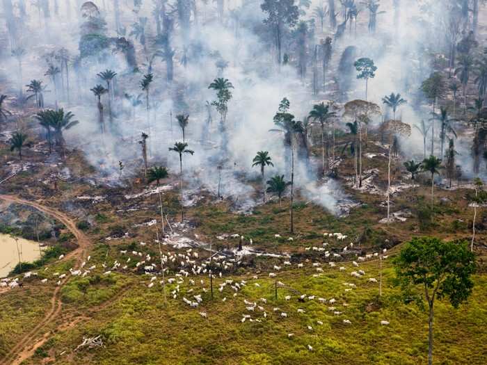 Cattle graze amongst burning Amazon jungle in Brazil. Since 1978, over 289,000 square miles of the Amazon rainforest have been destroyed across Brazil, Peru, Colombia, Bolivia, Venezuela, Suriname, Guyana, and French Guiana.