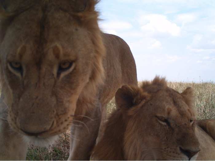 Want to take a break from art criticism? Check out these amazing photos of wildlife!