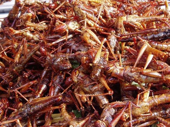 Fried grasshoppers