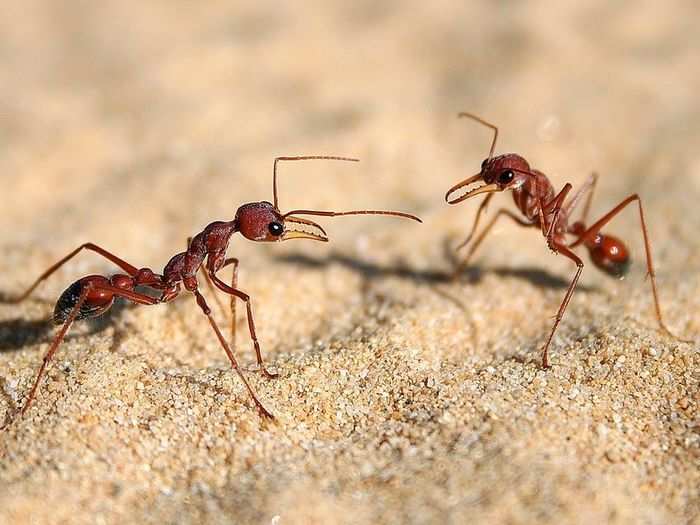 Dropbox: "If you have a triangle with an ant at each of the vertices and they each walk either left or right, what is the probability of the ants never running into each other?"