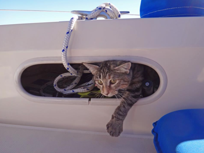 In 2012, the couple adopted a cat named Georgie to join them on their travels. Matt, Jessica, and Georgie all seem to thrive on the mariner lifestyle.