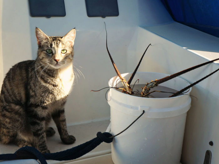 Georgie is attached to a leash for safety reasons unless the boat in anchored.