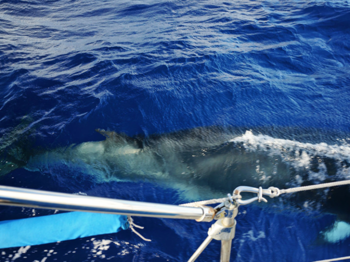 This adventurous couple hopes to continue on their journey for as long as they possibly can. On a sail from the Virgin Islands to Florida, Matt spotted these Minke whales.