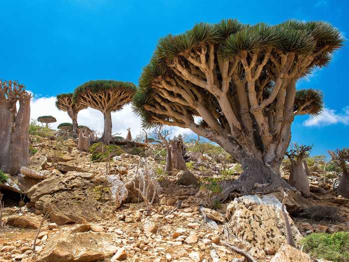 Located in the Indian Ocean near the Gulf of Aden, the Socotra Archipelago is known for its extremely unique wildlife: 37% of its plant species, 90% percent of its reptile species, and 95% of its land snail species are nonexistent anywhere else in the world, according to UNESCO. It’s also home to one of the most unique trees in the world, the dragon’s blood tree which gets its name from its red sap.