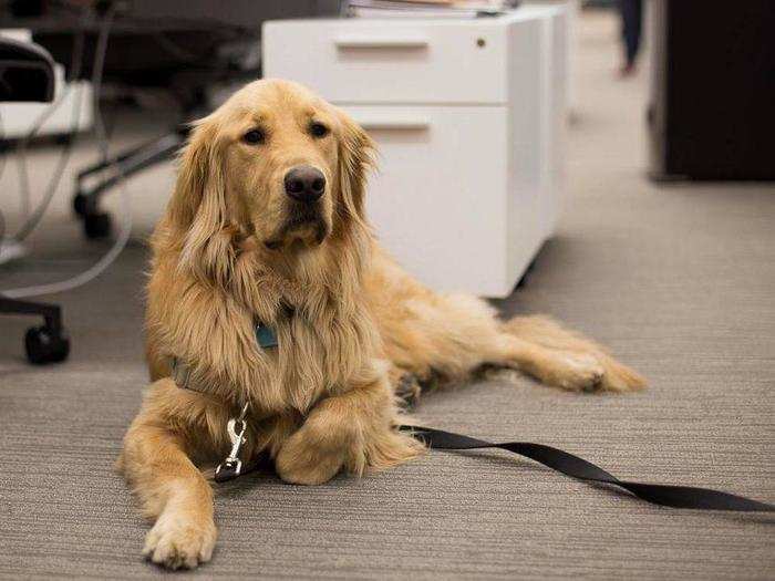 Here, a dog at ticketing and events marketplace Eventbrite is fostering "trust, team cohesion, and intimacy" in the San Francisco office. A 2010 study from Central Michigan University found that office dogs inspire more collaboration between employees.