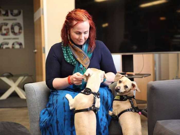 These two dogs are hard at work at crowdfunding platform Indiegogo