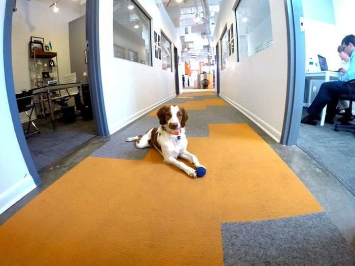 At Payscape, an Atlanta-based company that helps companies collect payment, dogs are not expected to have human work ethic. Unlike their owners, they