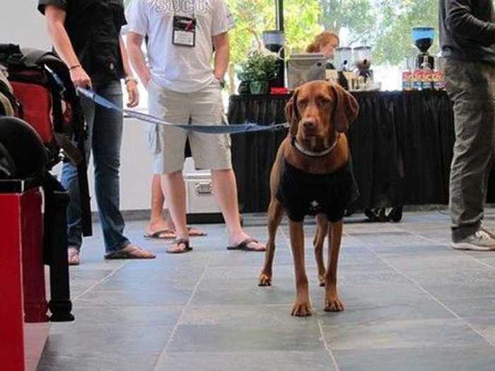 This dog works at the fitness-focused Specialized Cycle. While the company is known for being dog-friendly, they do not yet make 4-pedaled bicycles.