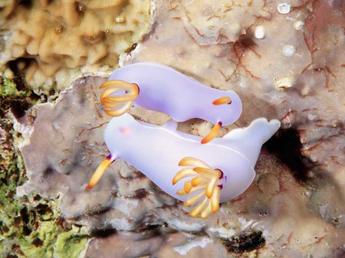 Go snorkeling or scuba diving on one of the Solomon Islands — a group of hundreds of islands in the South Pacific off the coast of Papua New Guinea. Tetepare Island is home to some stunning creatures that live on the island or in the island