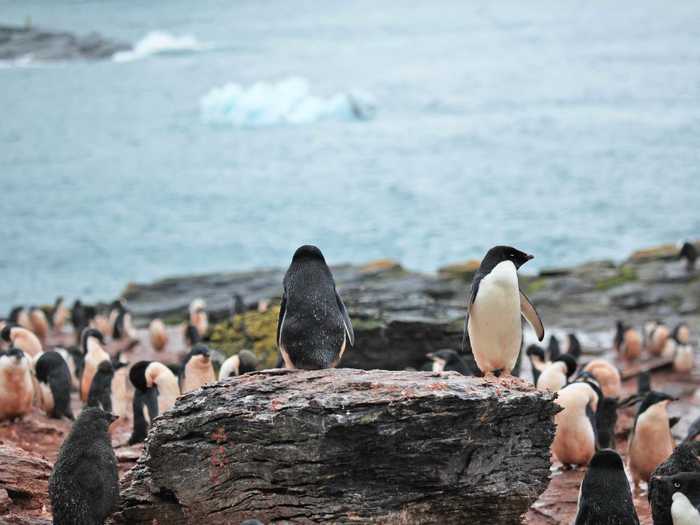 Home to seals, whales, dolphins, penguins, otters, cattle, and other wildlife, the Orkney Islands are an archipelago near northern Scotland. It