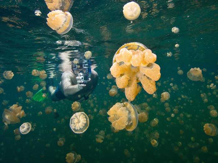 Swim among thousands of jellyfish in Jellyfish Lake located in the Rock Islands of Palau.