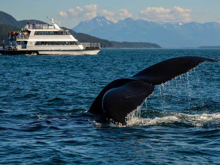 Take a cruise in Alaska and watch for orcas, grizzlies, and eagles.