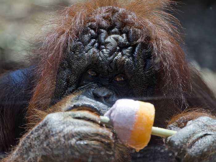 Zoo-keepers in Rome, Italy gave animals icy treats to keep them cool. This orangutan seems very appreciative of his popsicle.