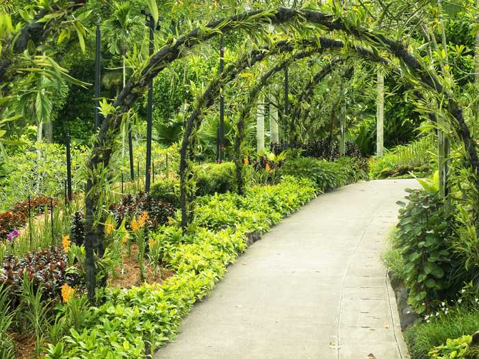The Singapore Botanic Gardens, located in the heart of Singapore, have been crucial for research and plant conservation  since 1875. It