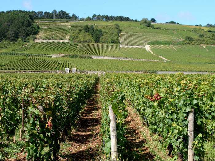 The climates and terroirs of the Côte de Nuits and the Côte de Beaune in Burgundy, France, all vary from one another thanks to different vine types that have become known for the type of wine they produce. The landscape consists of the vineyards and production units in the town of Beaune and the historic center of Dijon.