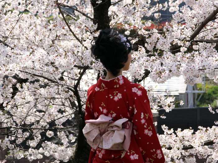 Japan is world famous for its cherry blossoms, and Kyoto is full of the incredible trees.