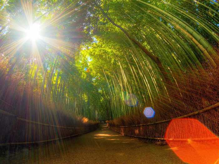 Kyoto is home to incredible natural sites, like the otherworldy Arashiyama Bamboo Grove, which is as famous for its beautifully dense stalks as it is for its creaky, rustling noises. (It was even included on the Ministry of Environment