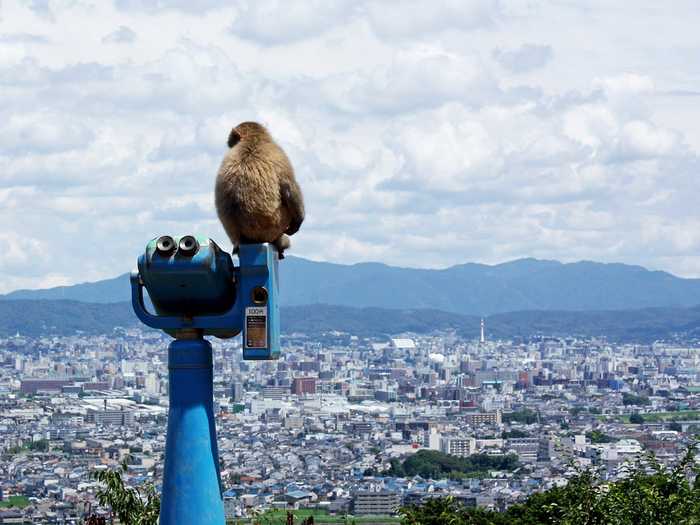 And colonies of monkeys live here, some of which hang out at the Iwatayama Monkey Park.