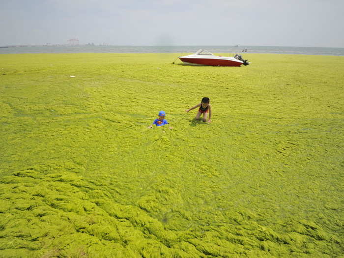 Researchers think the reason for the algae growth in Qingdao is that seaweed farmers started cleaning their rafts farther offshore. This gave the algae the chance to spread out and make its way to the shore up near the city.