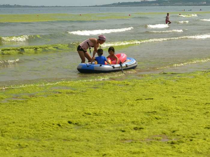 Ever since the large blooms started popping up, tourists have viewed it as a summer tradition to head down to the beach and play in the algae.