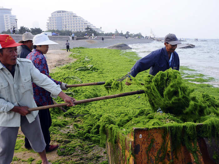 Cleaning it up is no small feat — it has to be done quickly, because the algae begins to stink like rotten eggs when it decomposes. Here, workers scoop up the algae during the 2014 bloom.