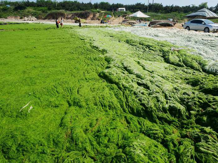 If left where it is, the algae can spread to other beaches and become an even bigger environmental problem.