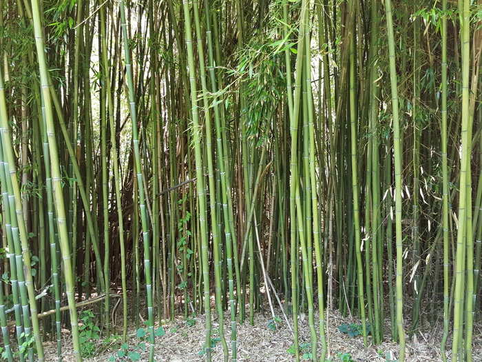 The S6 does comparatively poorly against the G4 in this photo, as most the the bamboo stalks are greener than in real life.