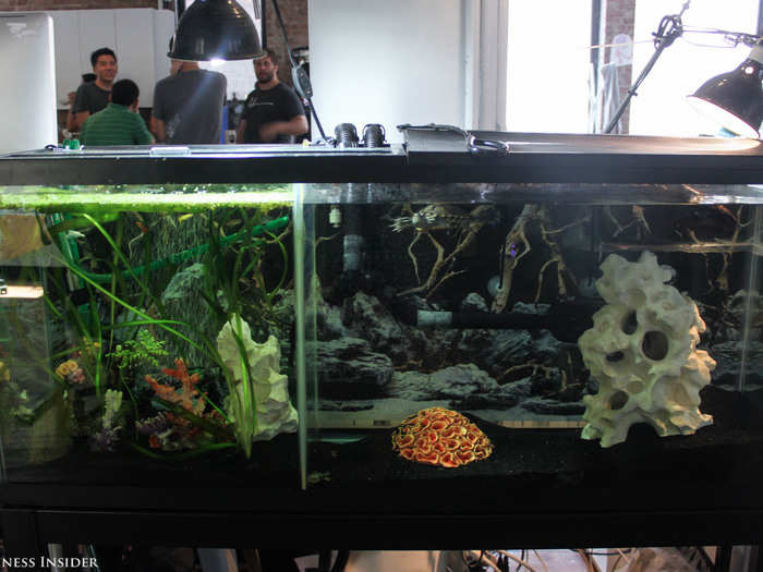 One employee decided he wanted an office pet, so he built a fish tank next to his desk.