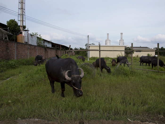 In addition to health issues, the pollutants in the air have devastated nearby farmland. Here, buffalo graze near a recycling shop.