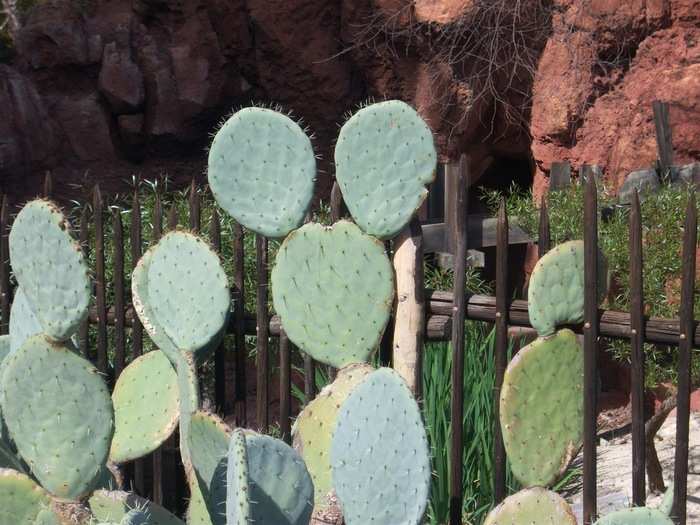 This cactus at Big Thunder Mountain Railroad is a Mickey "plant."