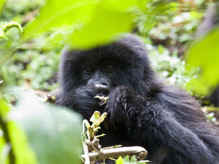 Trek through Bwindi National Park in Uganda and discover the gorillas that hide there.