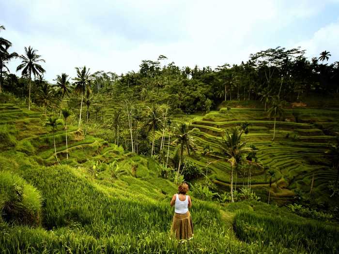 Explore the magnificent rice paddies of Bali, Indonesia.