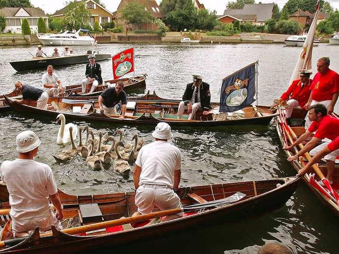 The Queen is joined in her ownership of swans by the Ilchester family, as well as the Worshipful Company of Dyers, and the Worshipful Company of Vintners. They were "granted the privilege of ownership" in the 15th century.