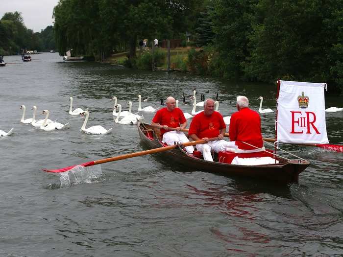 Six skiffs row up the river during the Upping — two belonging to the Crown, two to Vintners, and two to the Dyers.