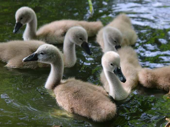 According to the Swan Upping promotional brochure, Royal ownership of swans dates back to at least 1186. "It was desirable to own swans because the young birds, (cygnets), were highly valued for food and often served at banquets and feasts," it explains. The Swan Upping was how these cygnets were rounded up.