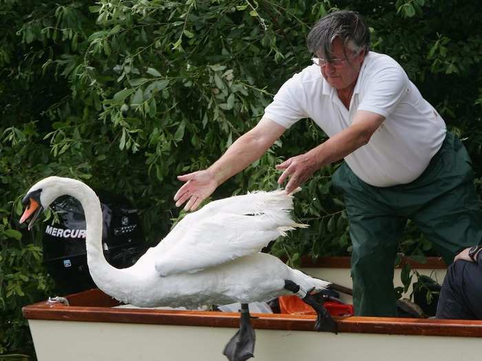 Swans aren