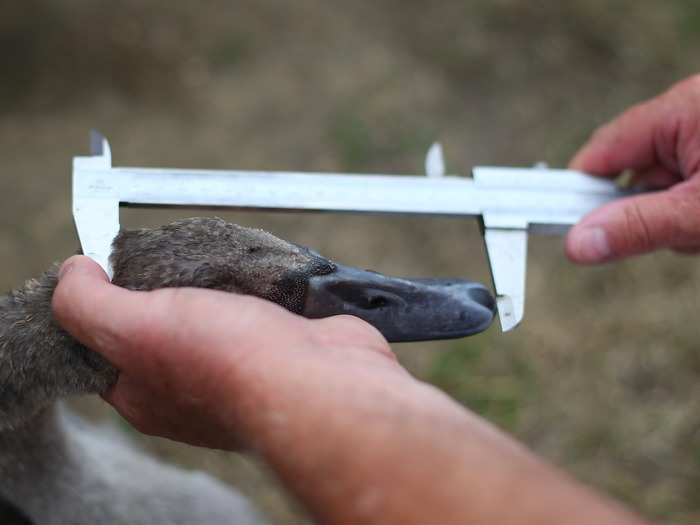 Swans are weighed, measured, checked for illnesses, and counted.