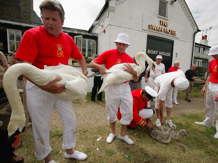 One threat to swans is air gun shootings. Two breeding pairs were killed in shootings this year, which is punishable by a six-month jail sentence.