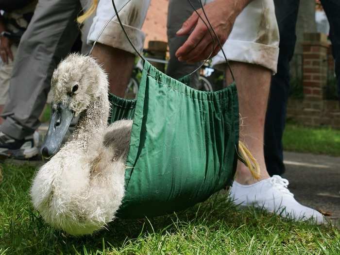 But a more widespread threat to swans on the River Thames is getting ensnared in fishing tackle. Poisonous lead tackle was especially dangerous before it was banned in the late 1980s. Numbers have recovered since 1985, when there were just seven breeding pairs left on the London-Henley stretch of the river.